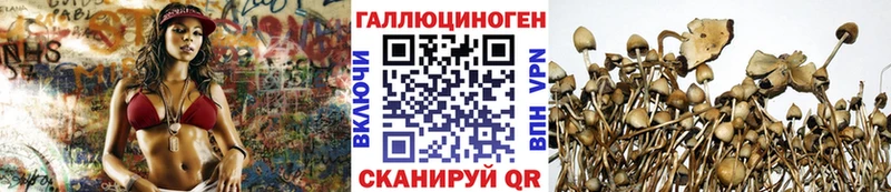 наркотики  Сольцы  Галлюциногенные грибы Psilocybine cubensis 
